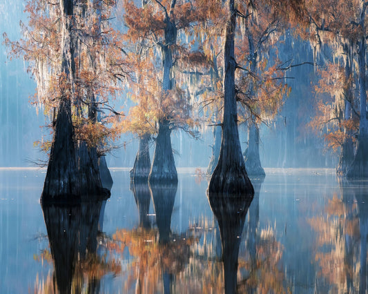 Misty Cypress Reflections