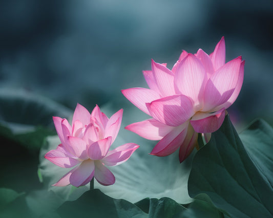 Pink Lotus Duo