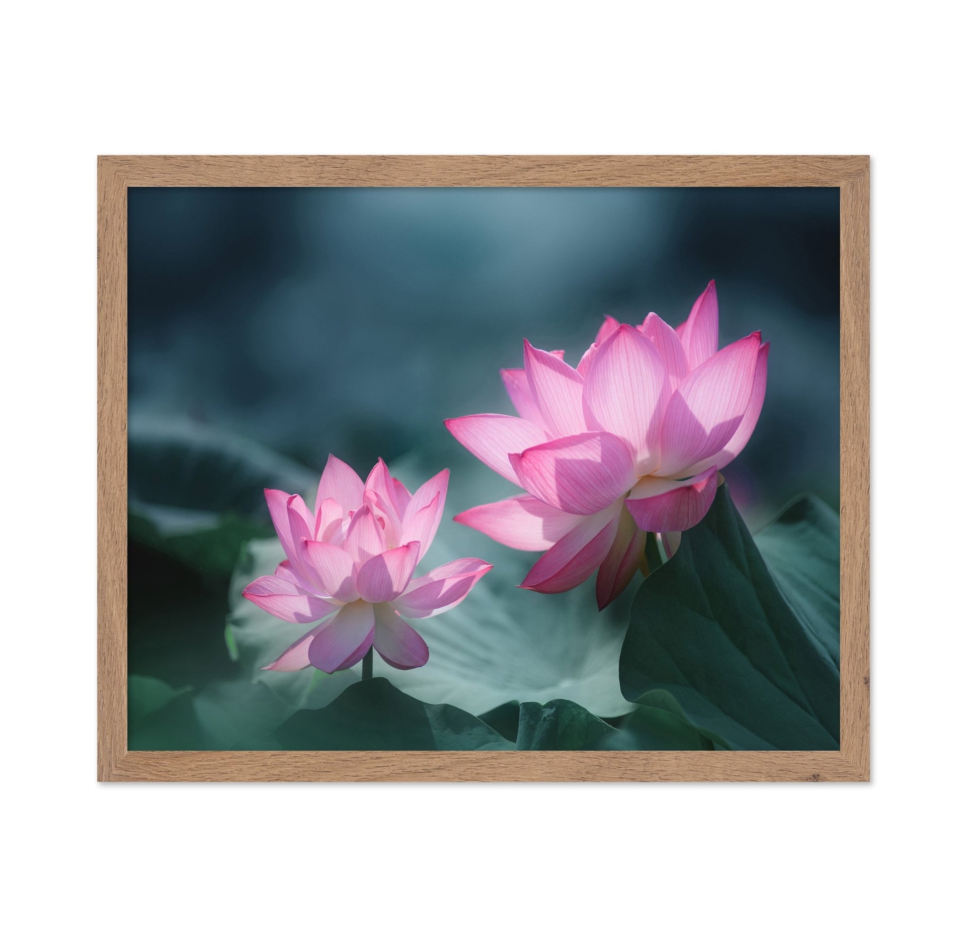 Pink Lotus Duo