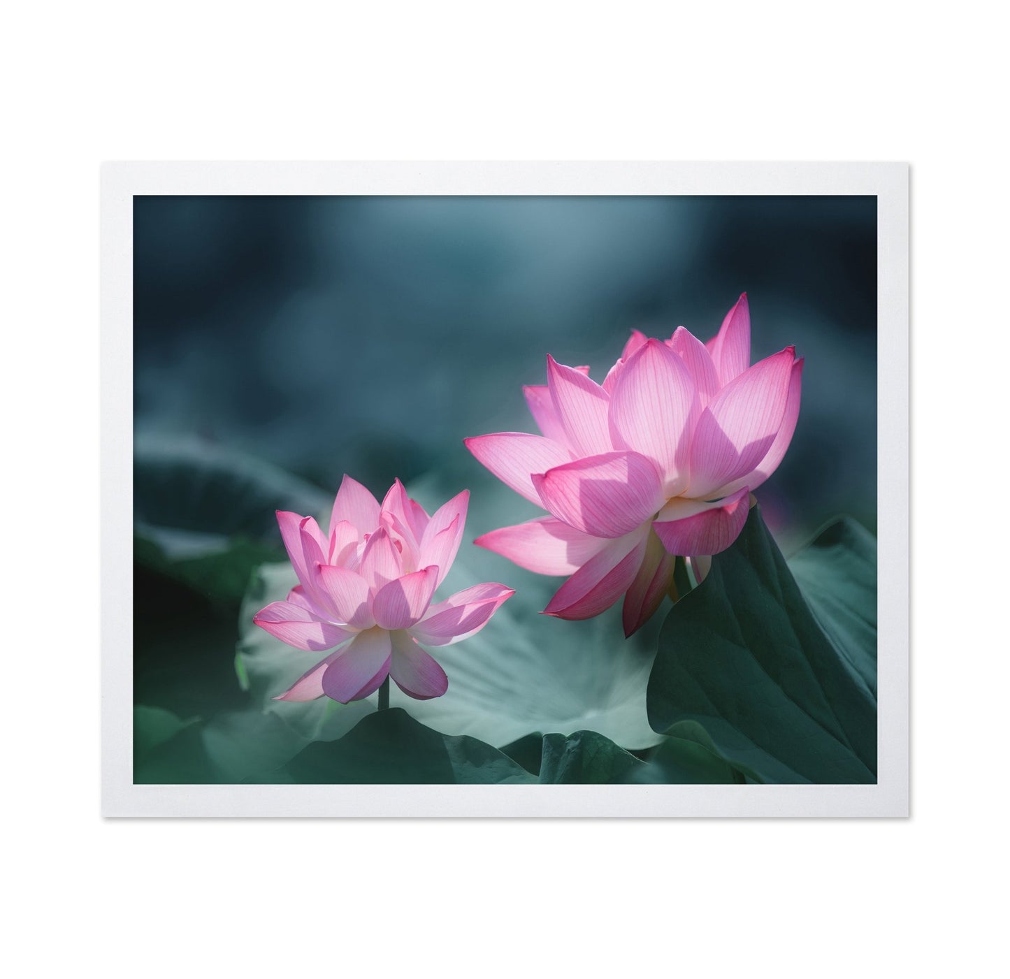 Pink Lotus Duo