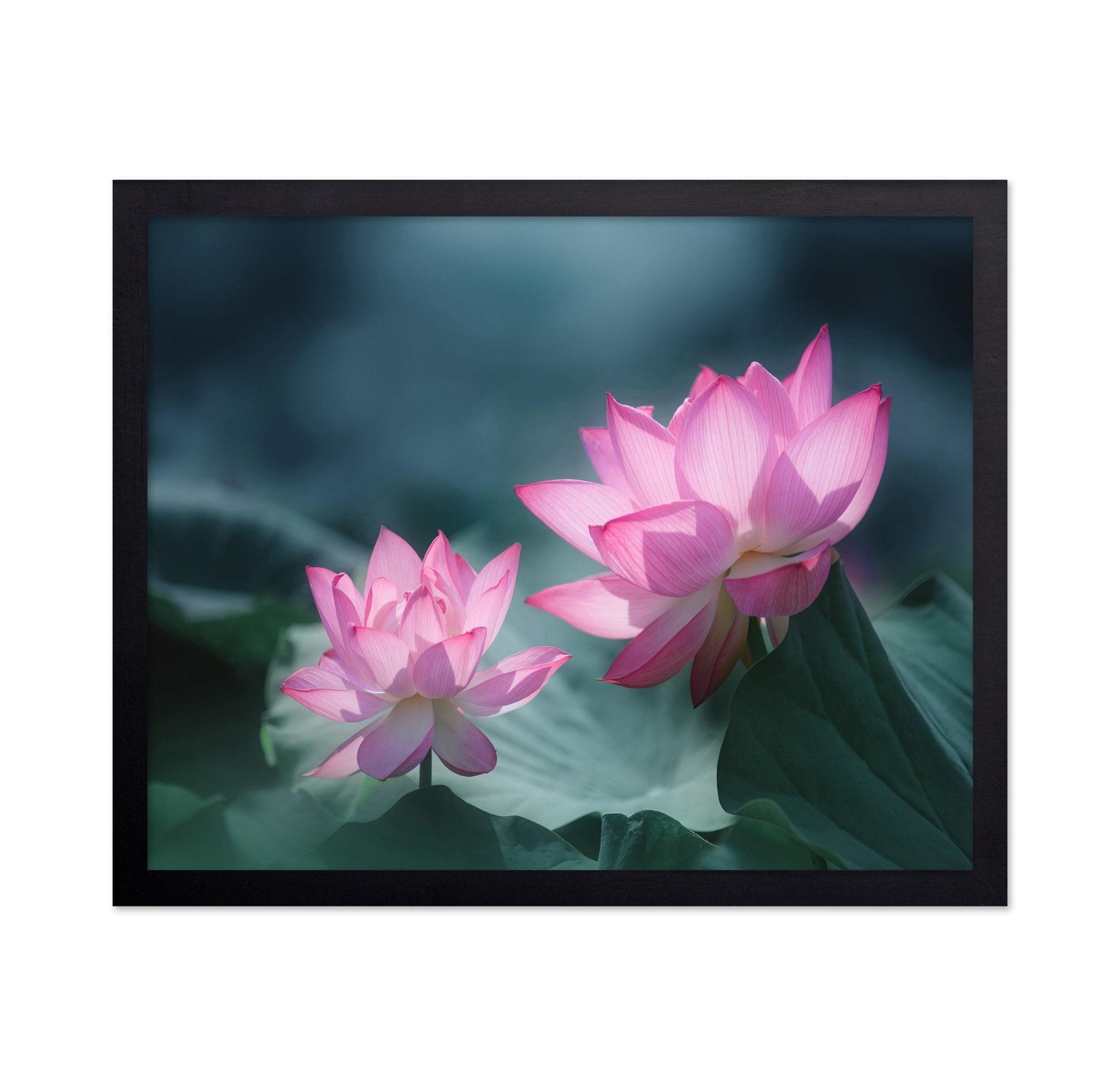 Pink Lotus Duo