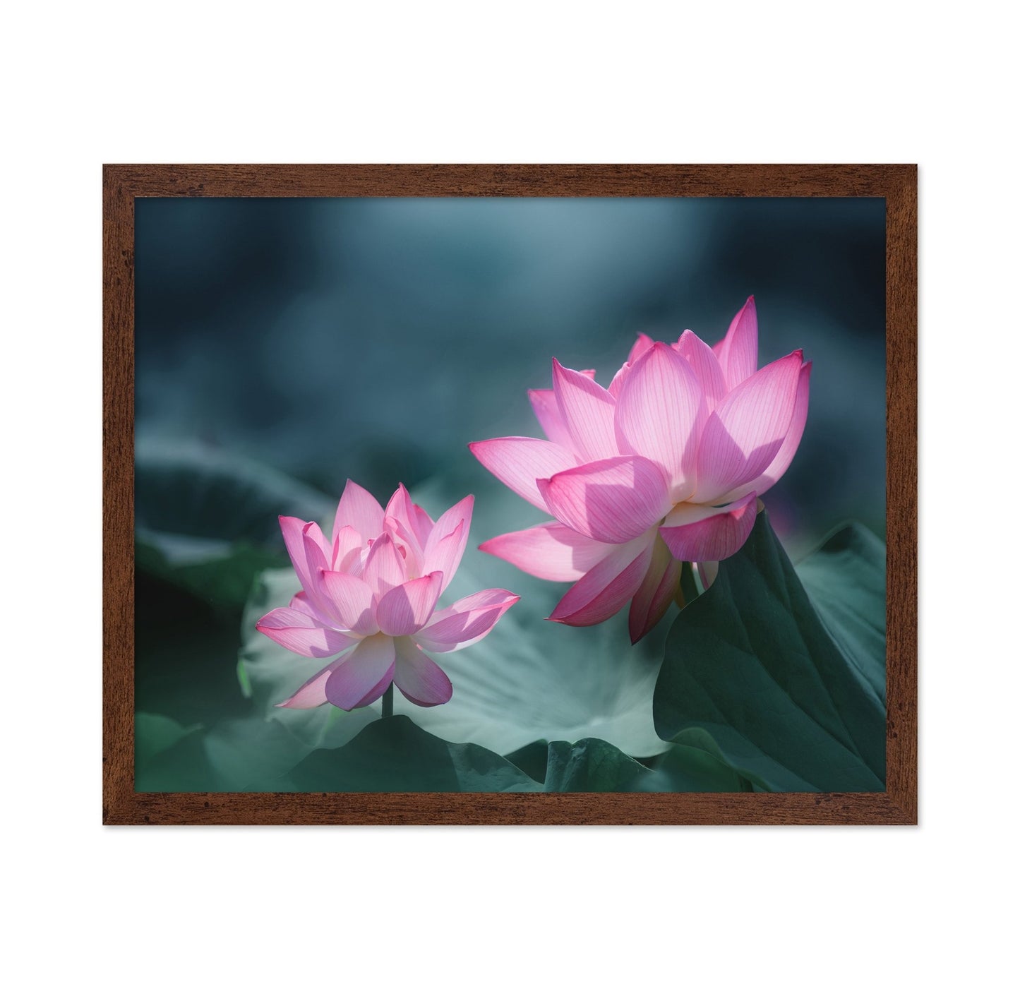 Pink Lotus Duo