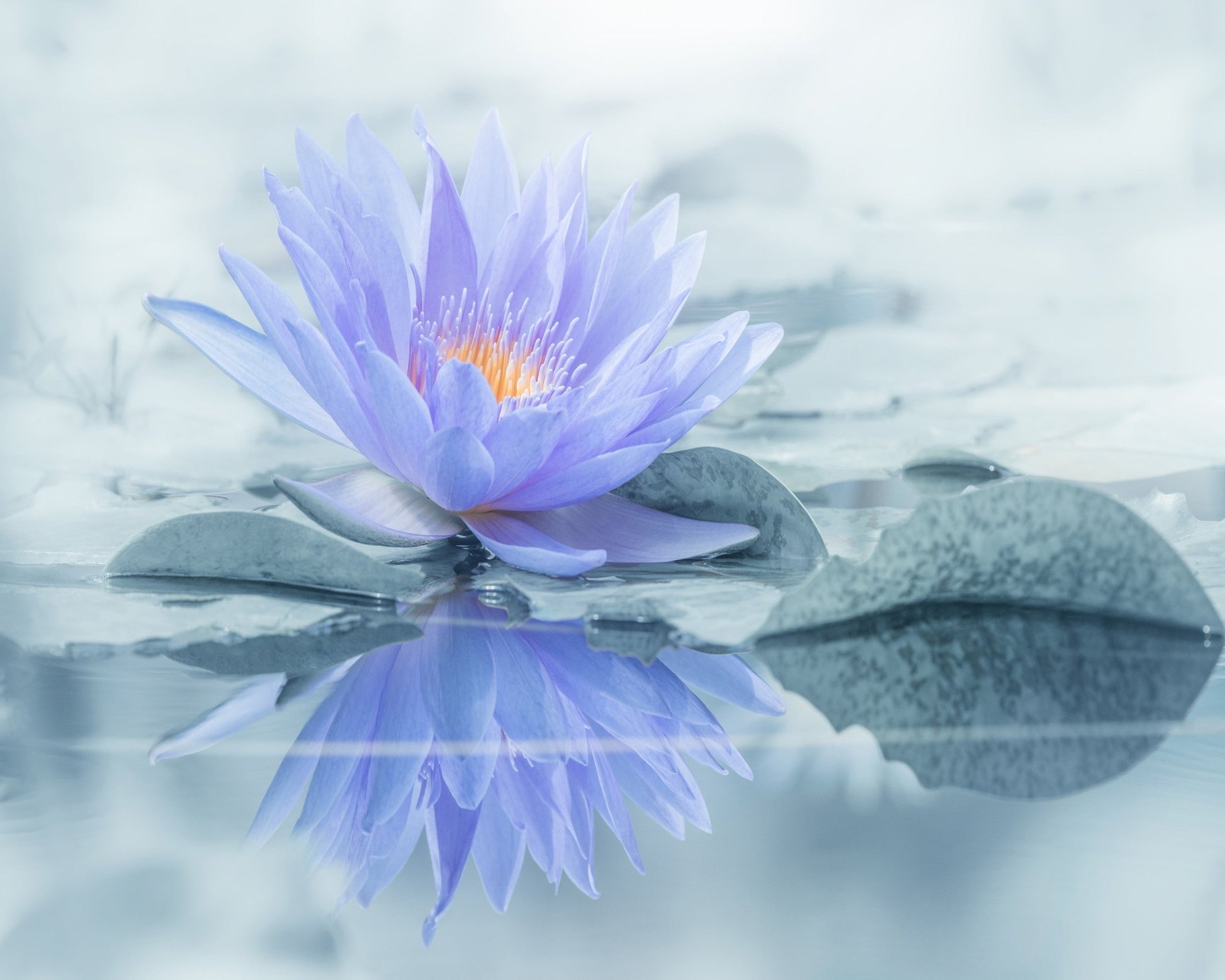 Serene Water Lily