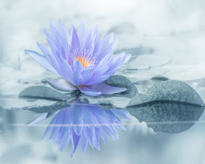 Serene Water Lily
