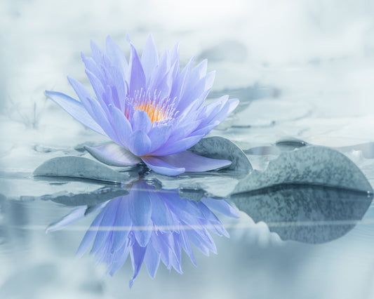 Serene Water Lily