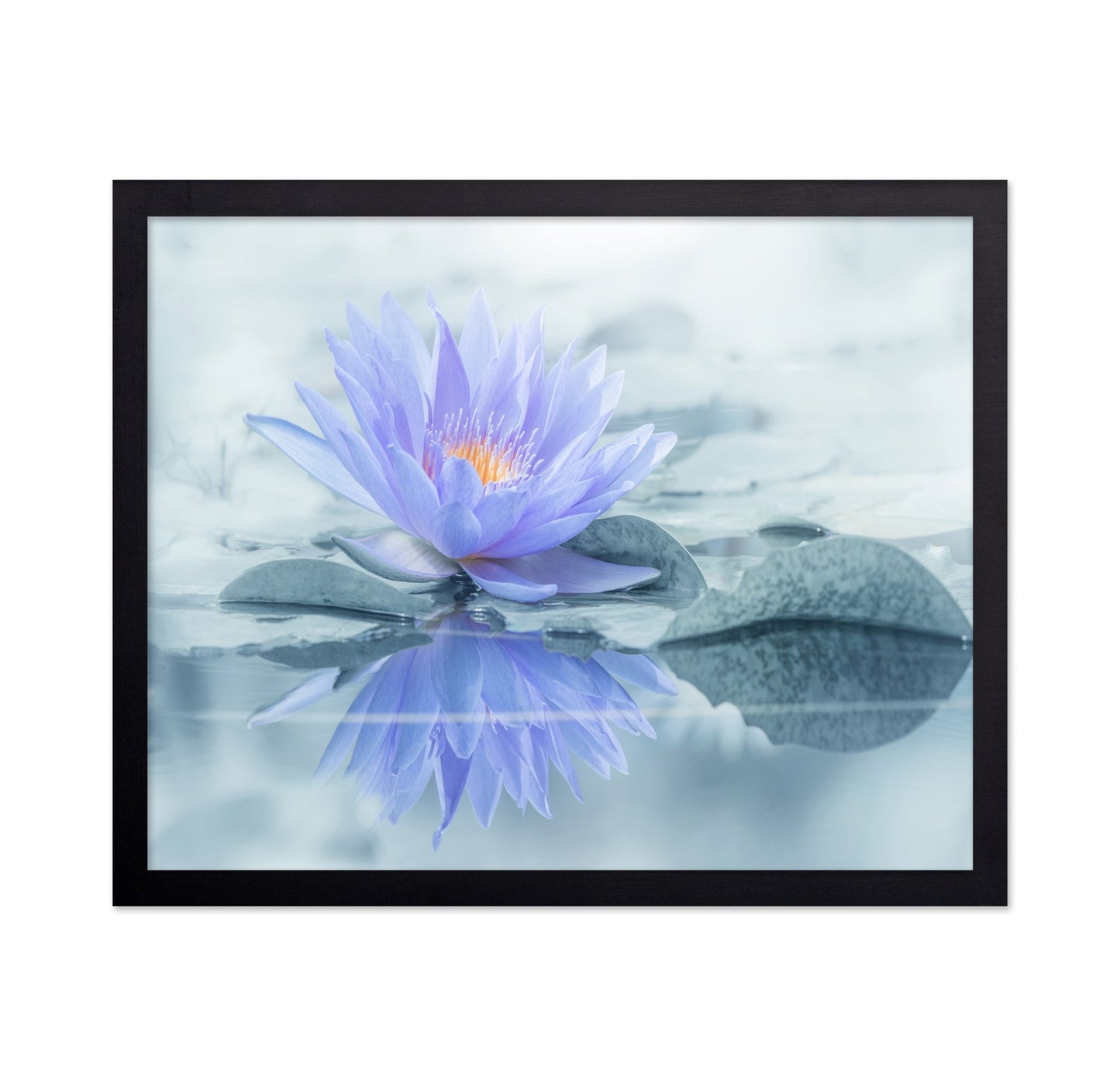 Serene Water Lily