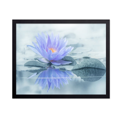 Serene Water Lily