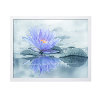 Serene Water Lily