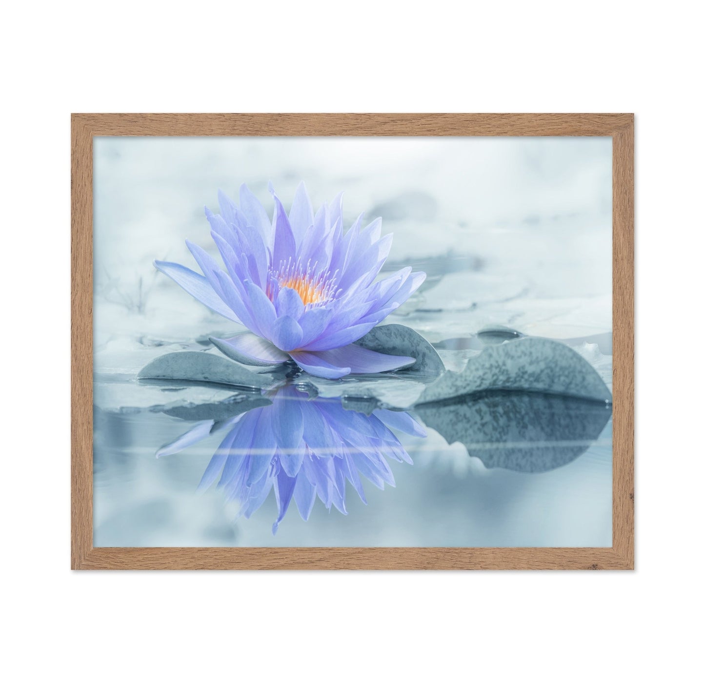 Serene Water Lily
