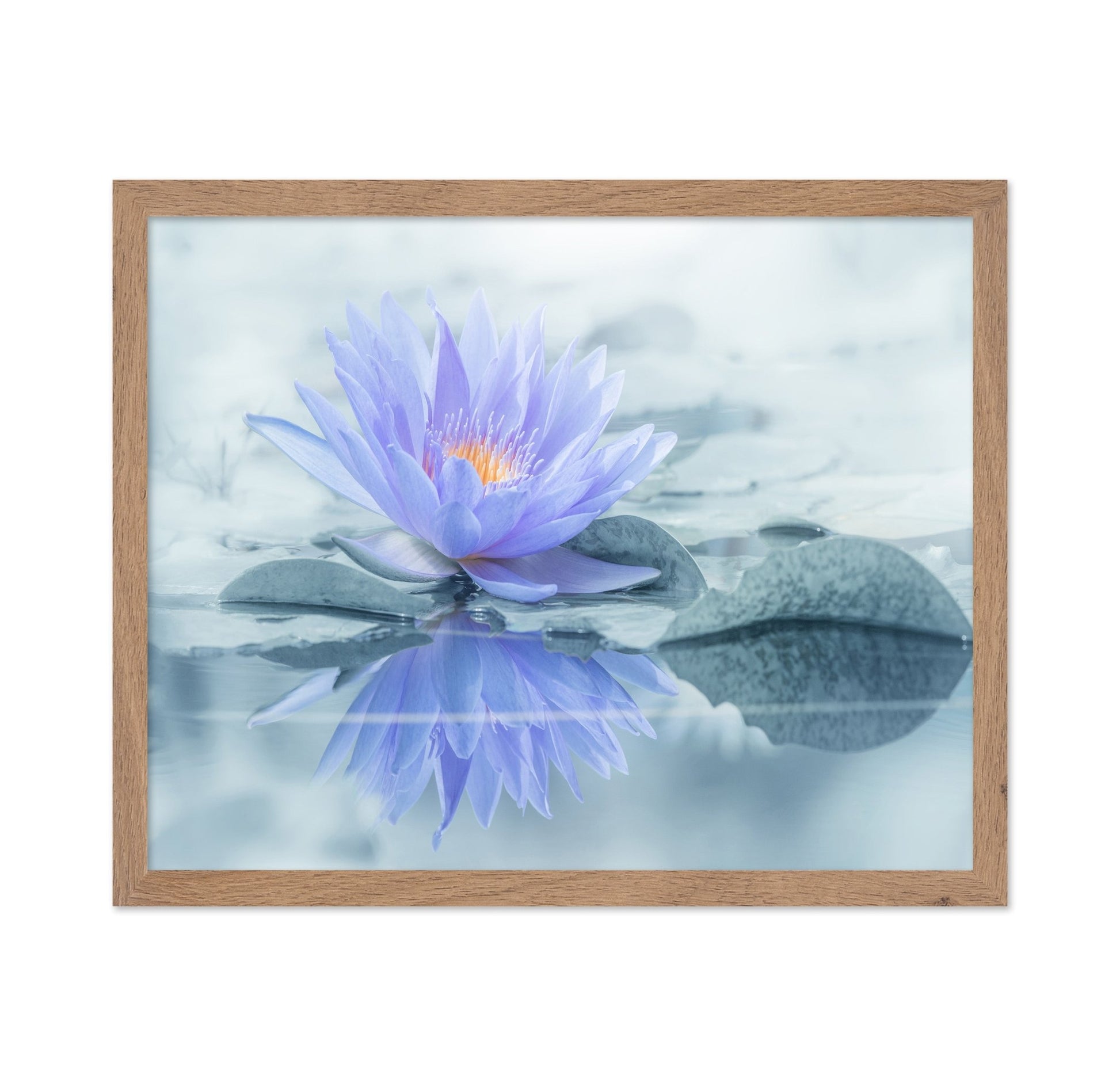Serene Water Lily