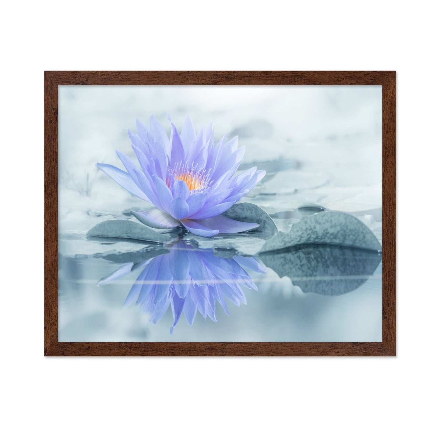 Serene Water Lily