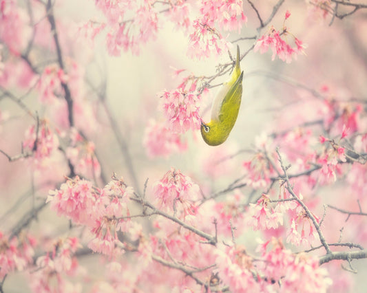 Hanging Blossom Bird