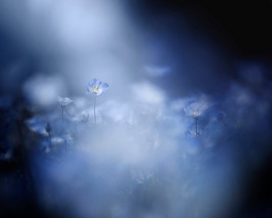 Blue Flower Dream