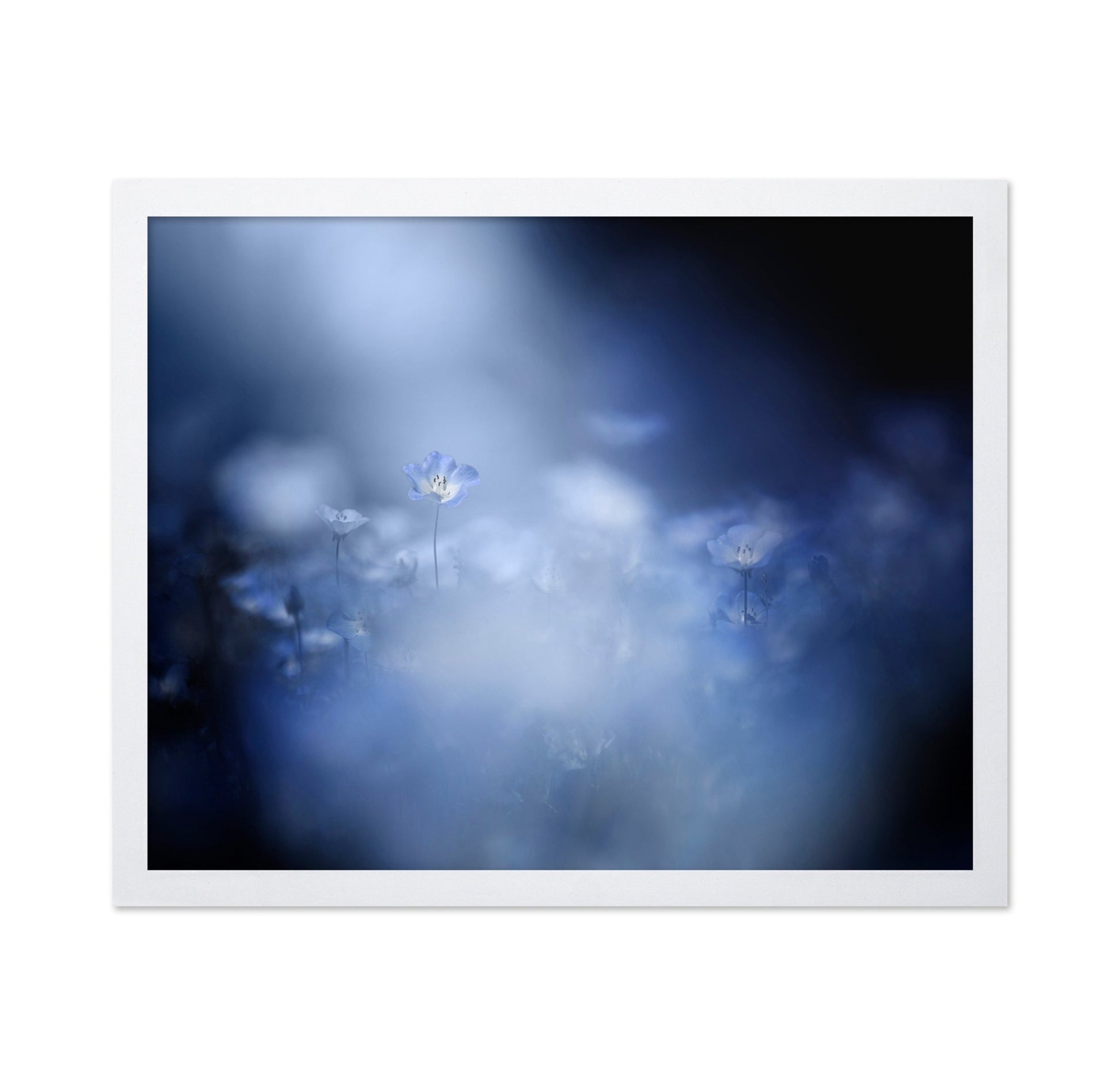 Blue Flower Dream