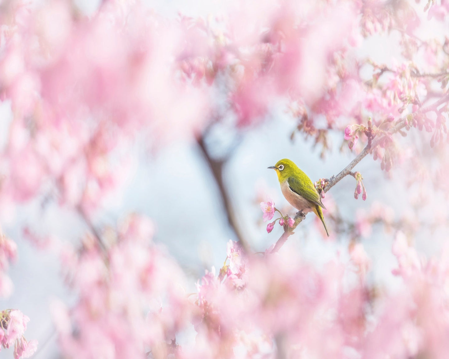 Spring Bird Blossom