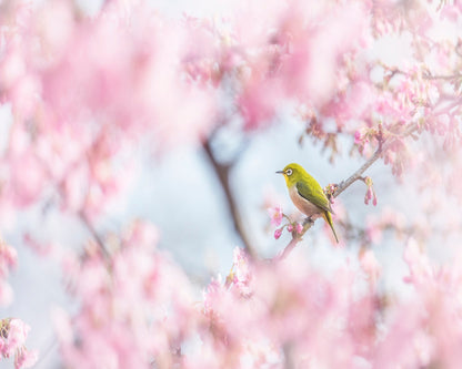 Spring Bird Blossom