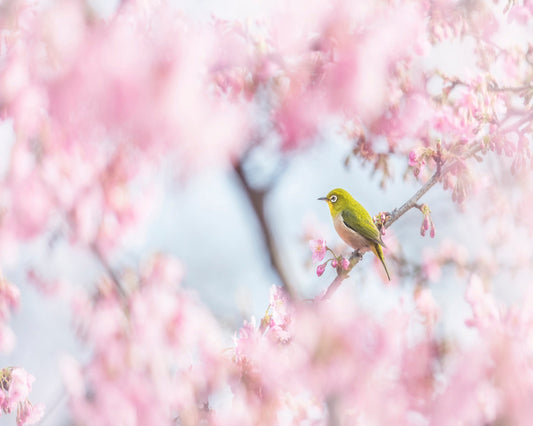 Spring Bird Blossom