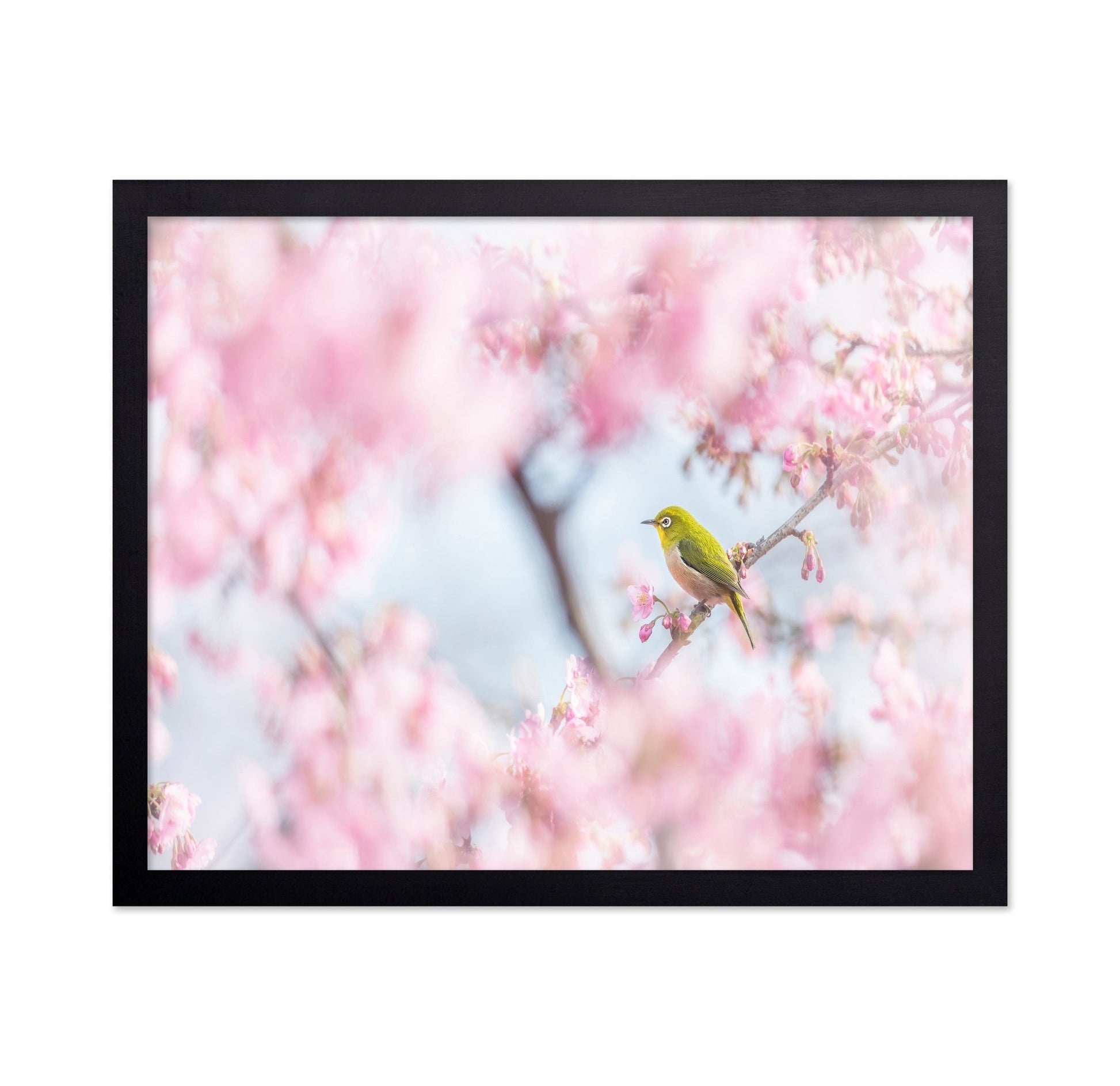Spring Bird Blossom