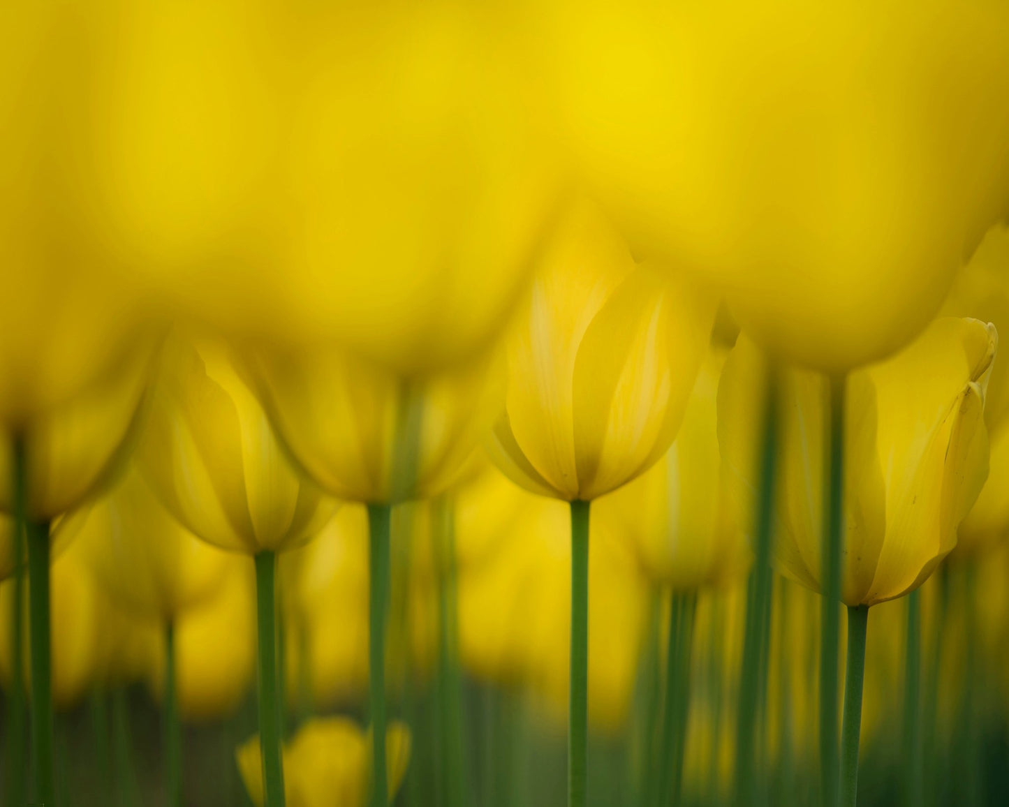 Golden Tulip Field