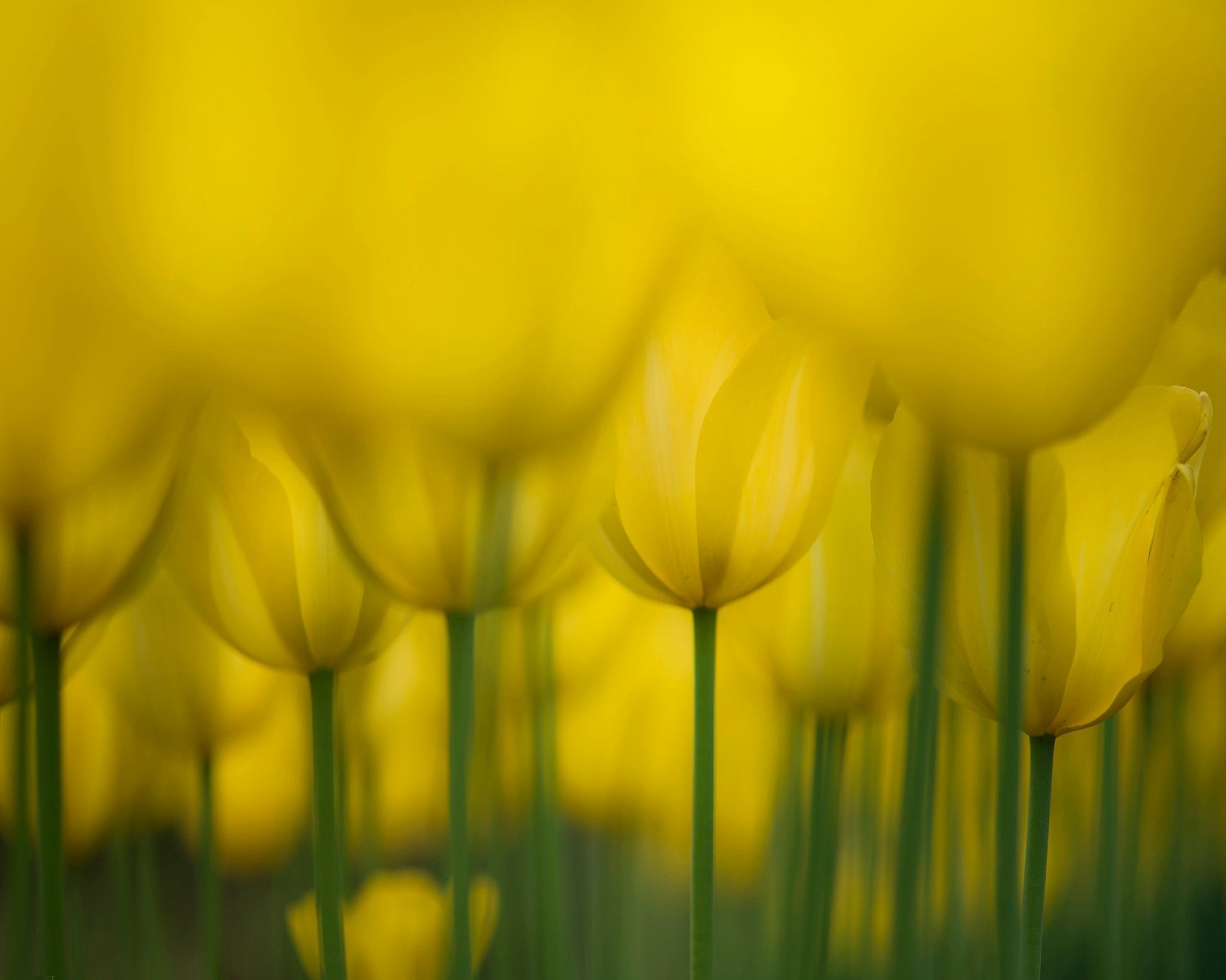 Golden Tulip Field