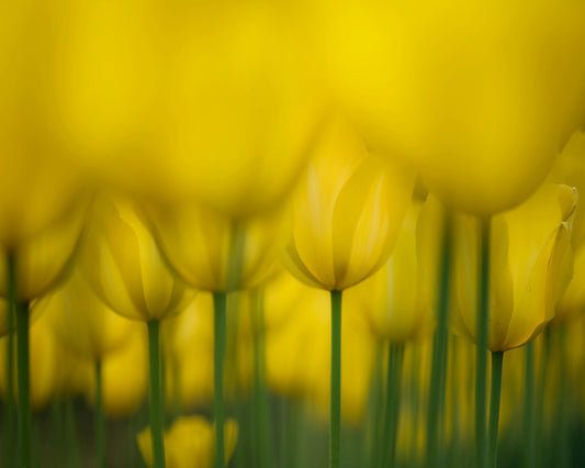 Golden Tulip Field