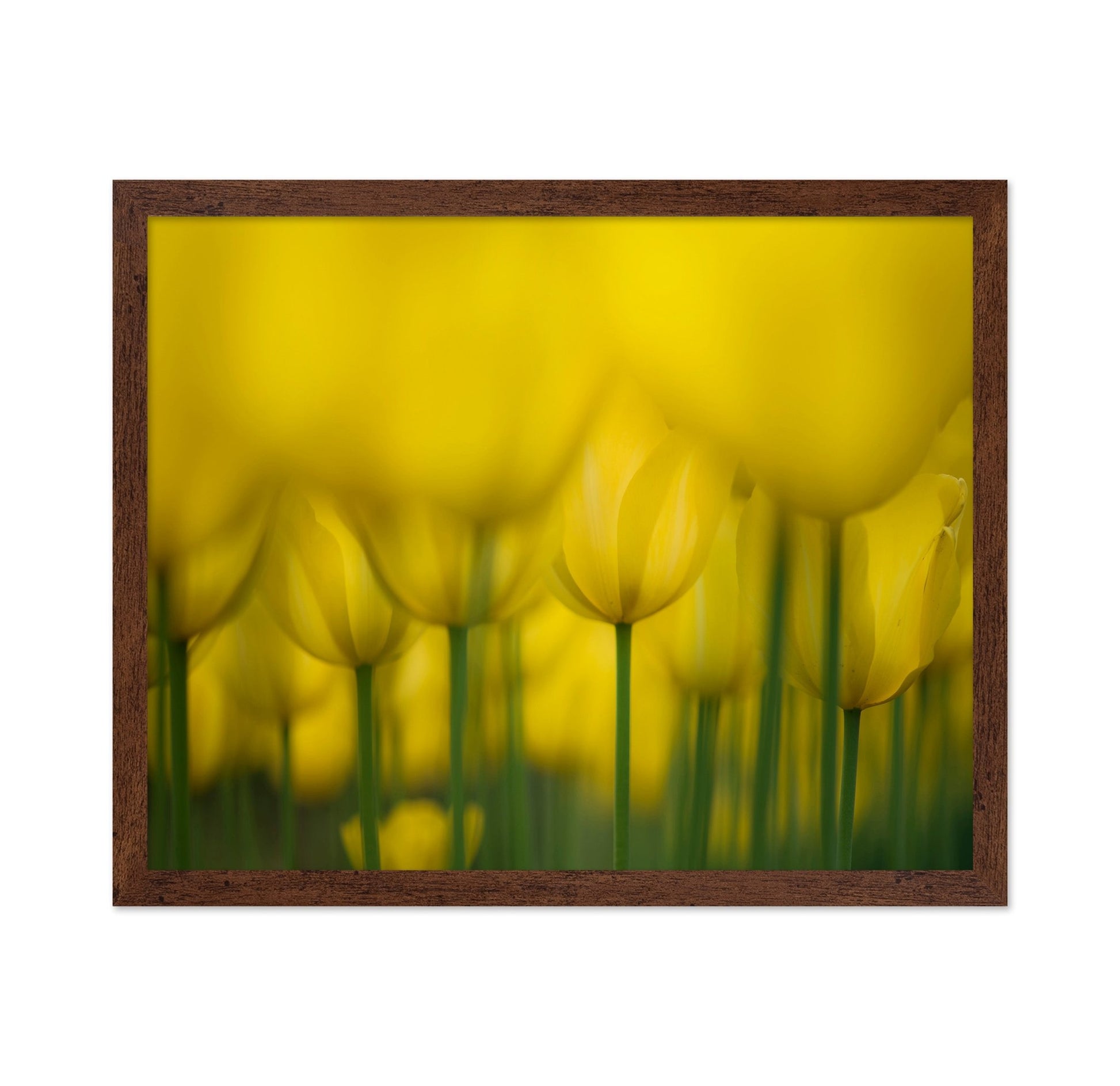 Golden Tulip Field