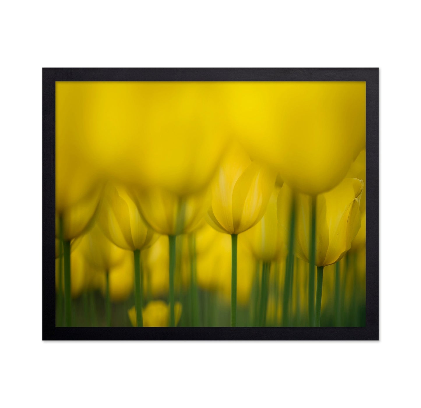 Golden Tulip Field