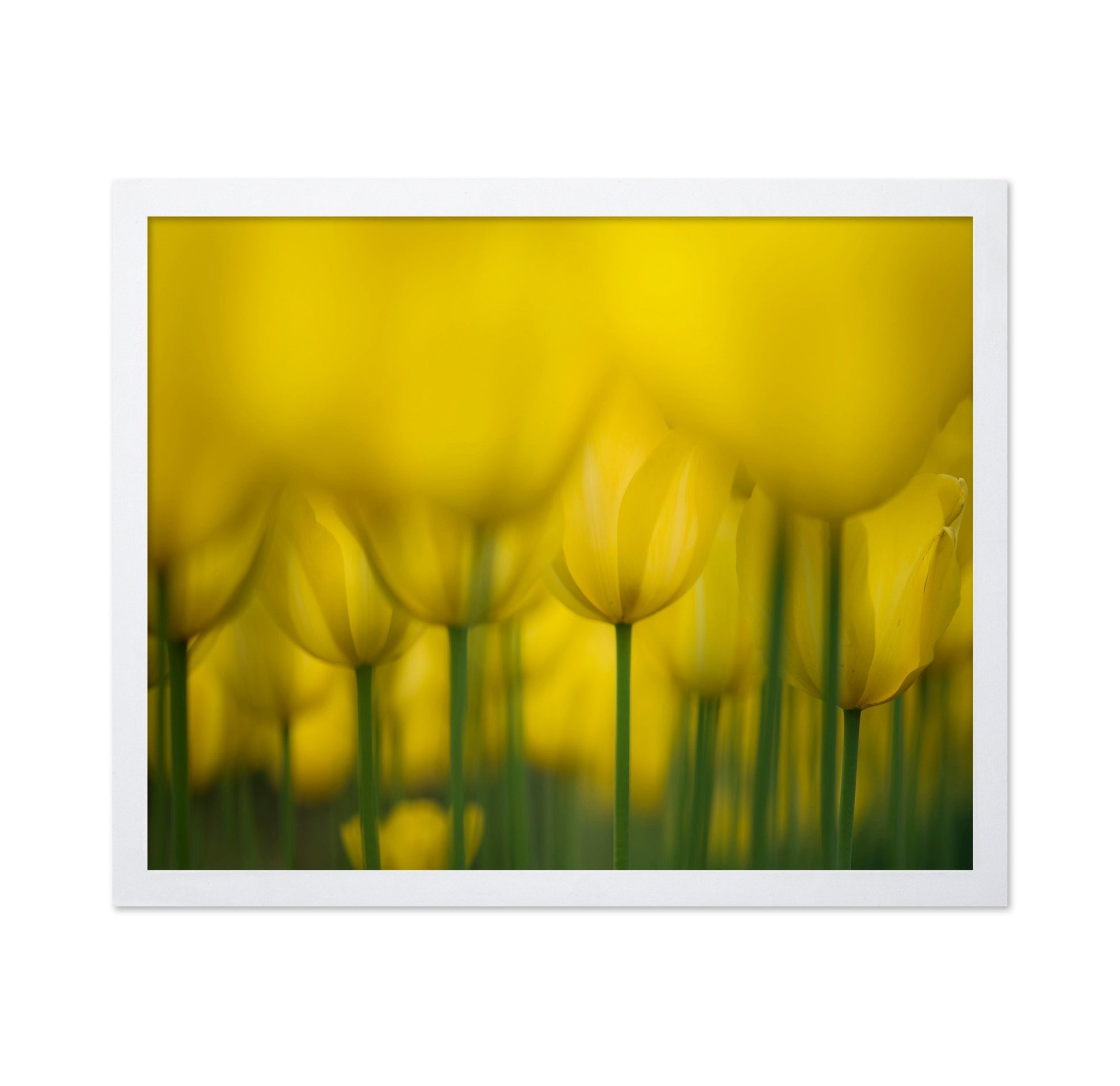 Golden Tulip Field