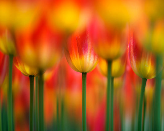 Vibrant Tulip Field