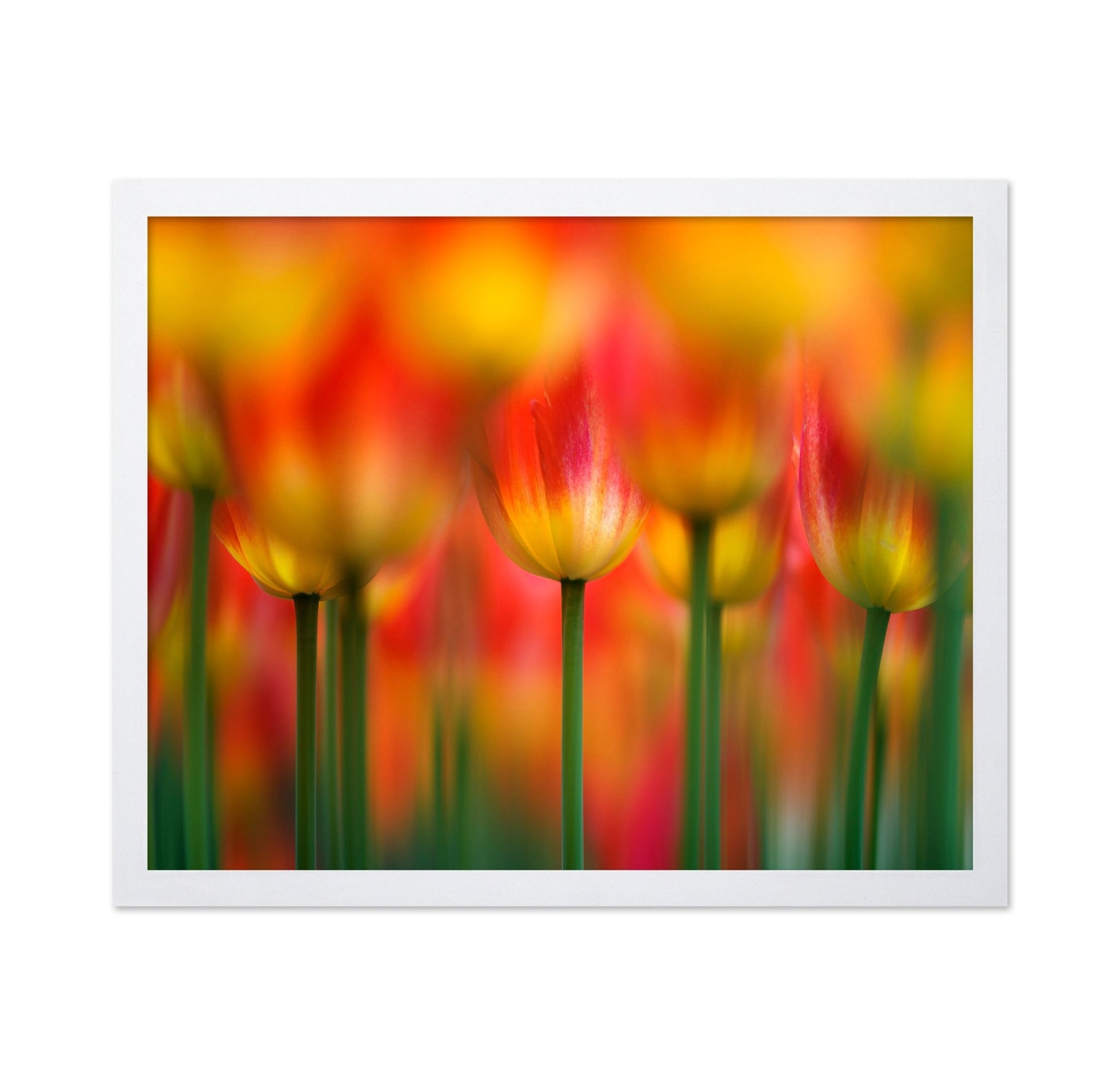 Vibrant Tulip Field