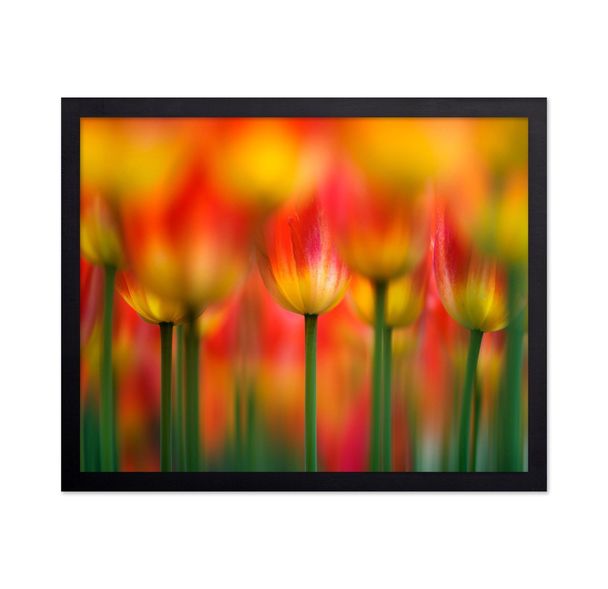 Vibrant Tulip Field