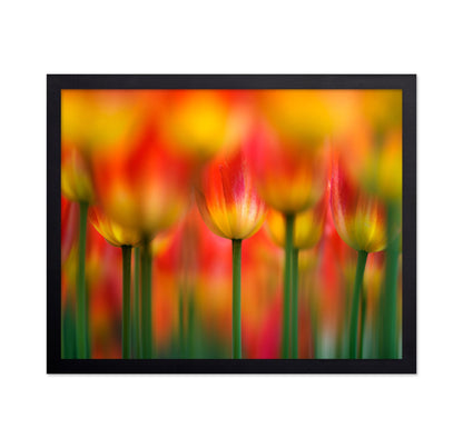 Vibrant Tulip Field
