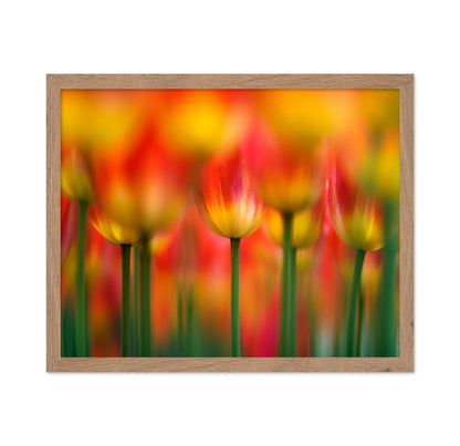 Vibrant Tulip Field