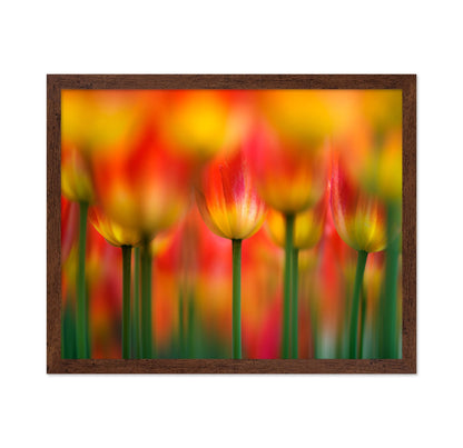 Vibrant Tulip Field