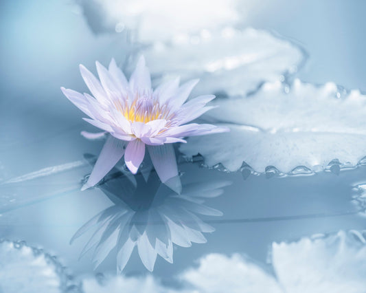 Soft Lily Reflection