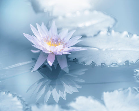 Soft Lily Reflection