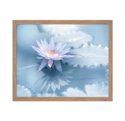 Soft Lily Reflection