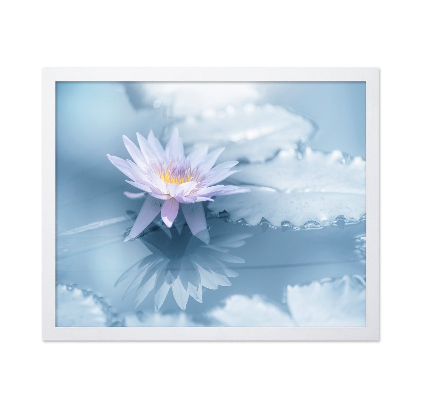 Soft Lily Reflection