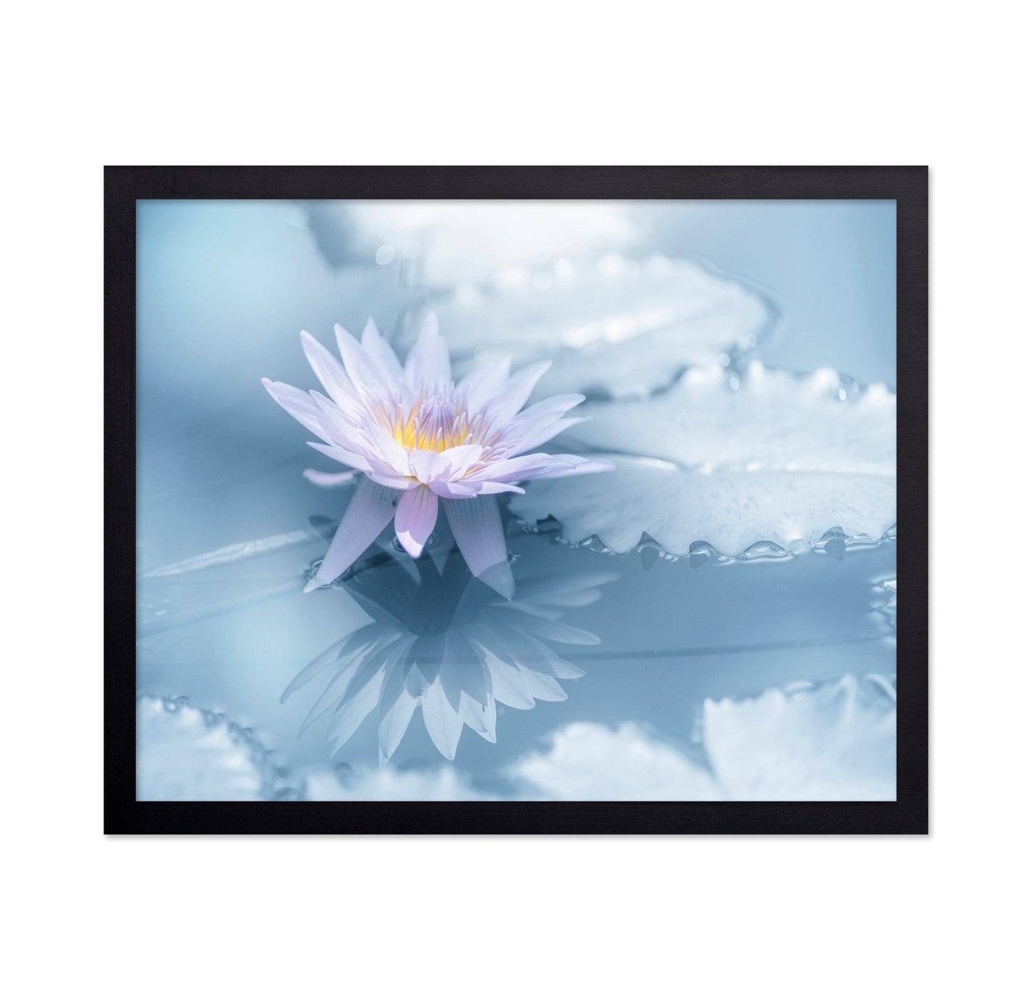 Soft Lily Reflection