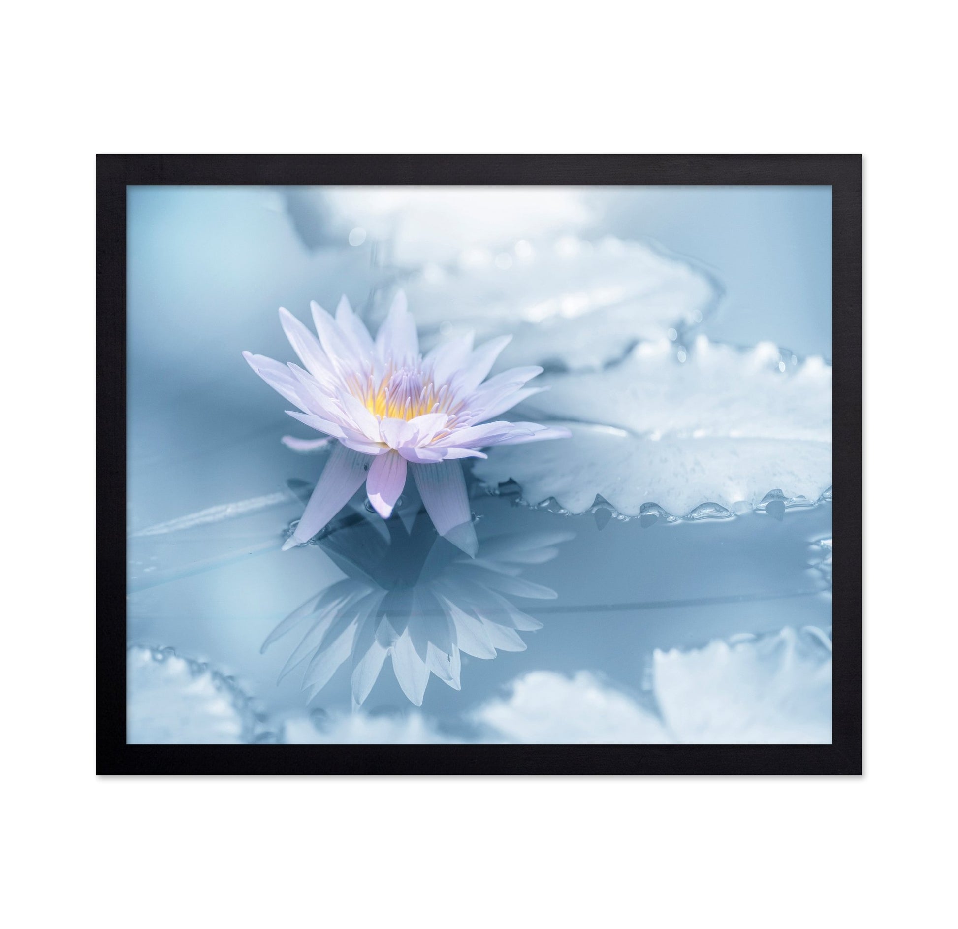 Soft Lily Reflection