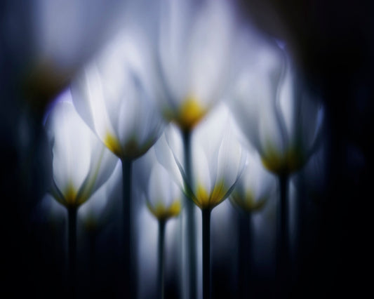 Dreamy Tulip Glow