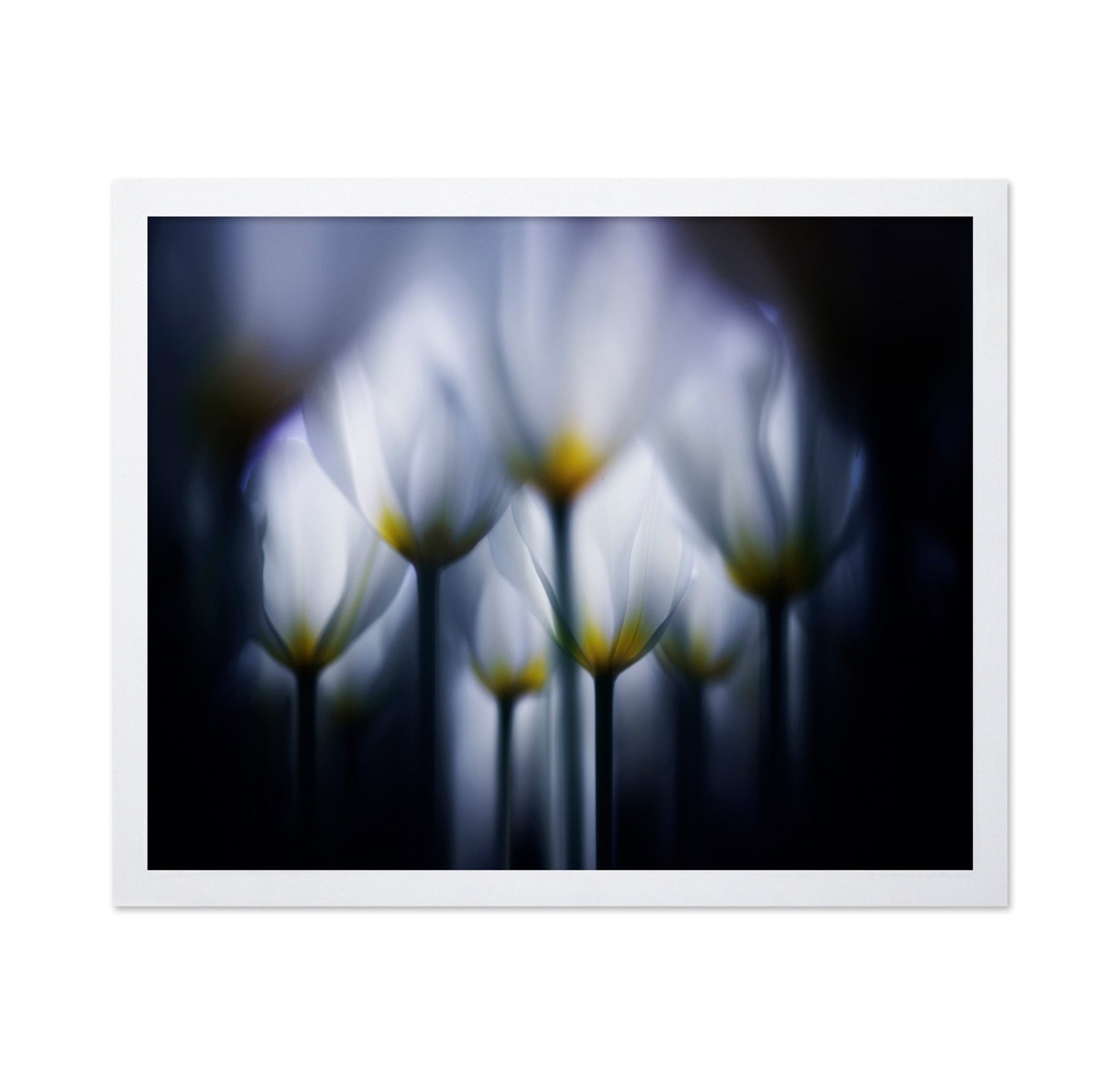 Dreamy Tulip Glow