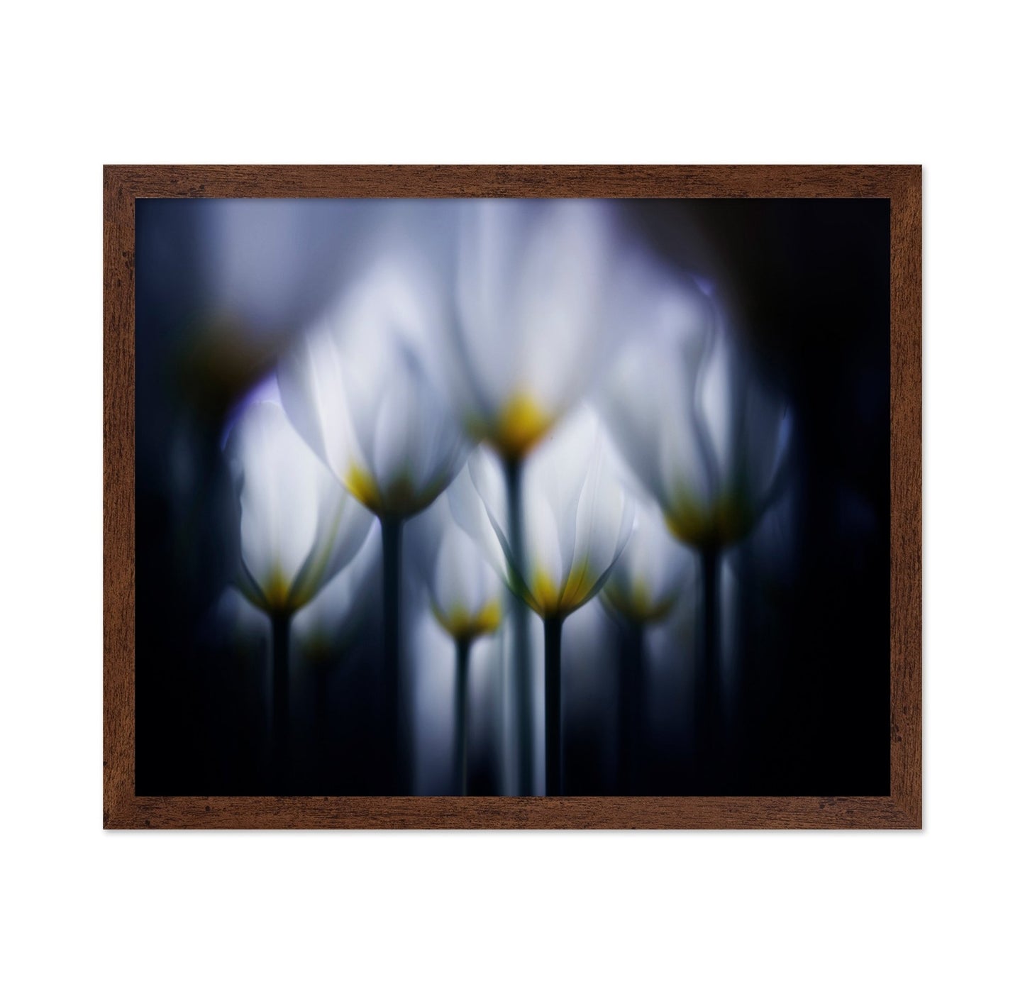 Dreamy Tulip Glow
