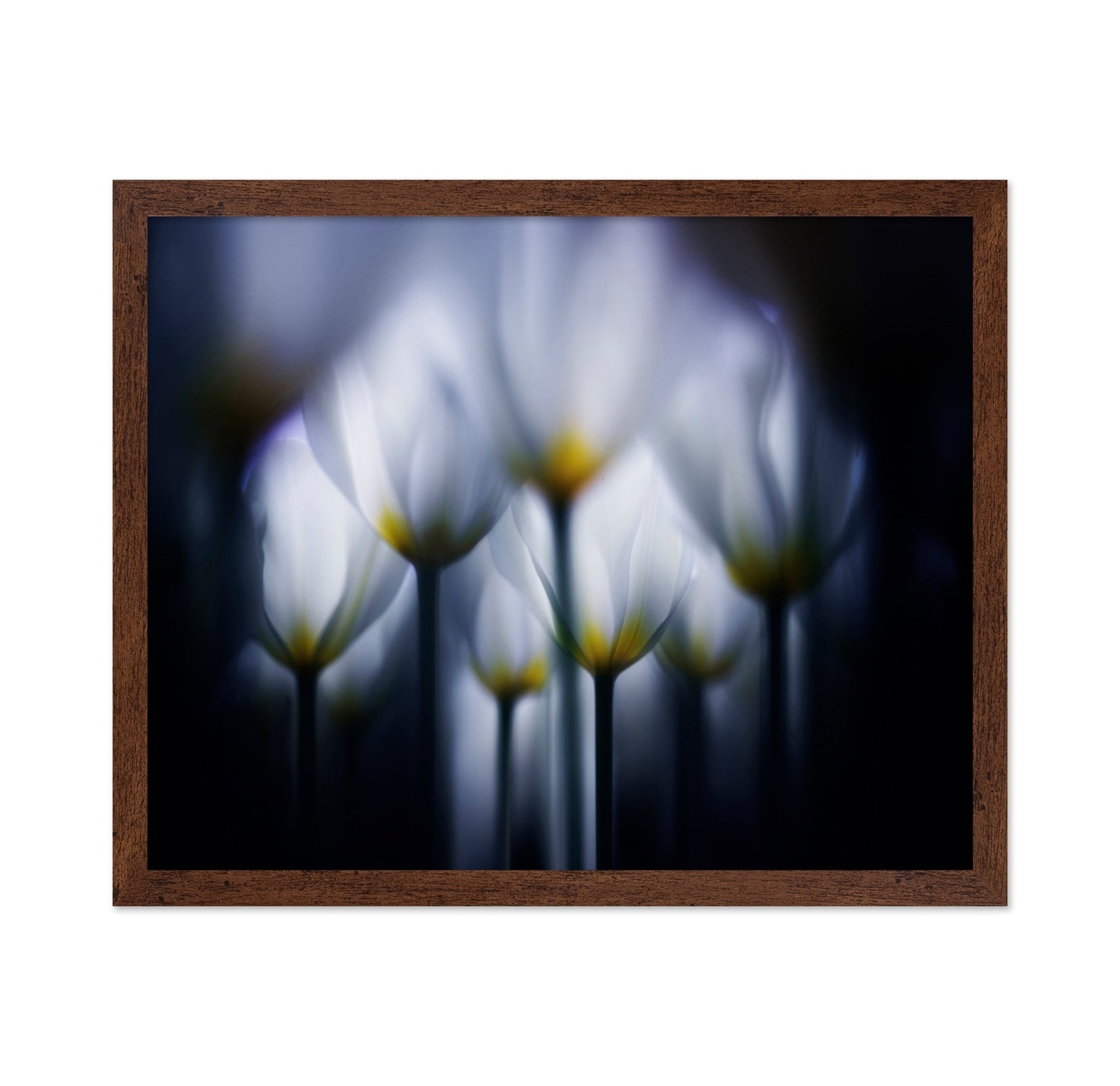 Dreamy Tulip Glow