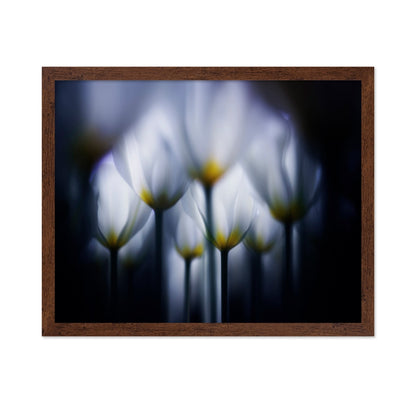 Dreamy Tulip Glow