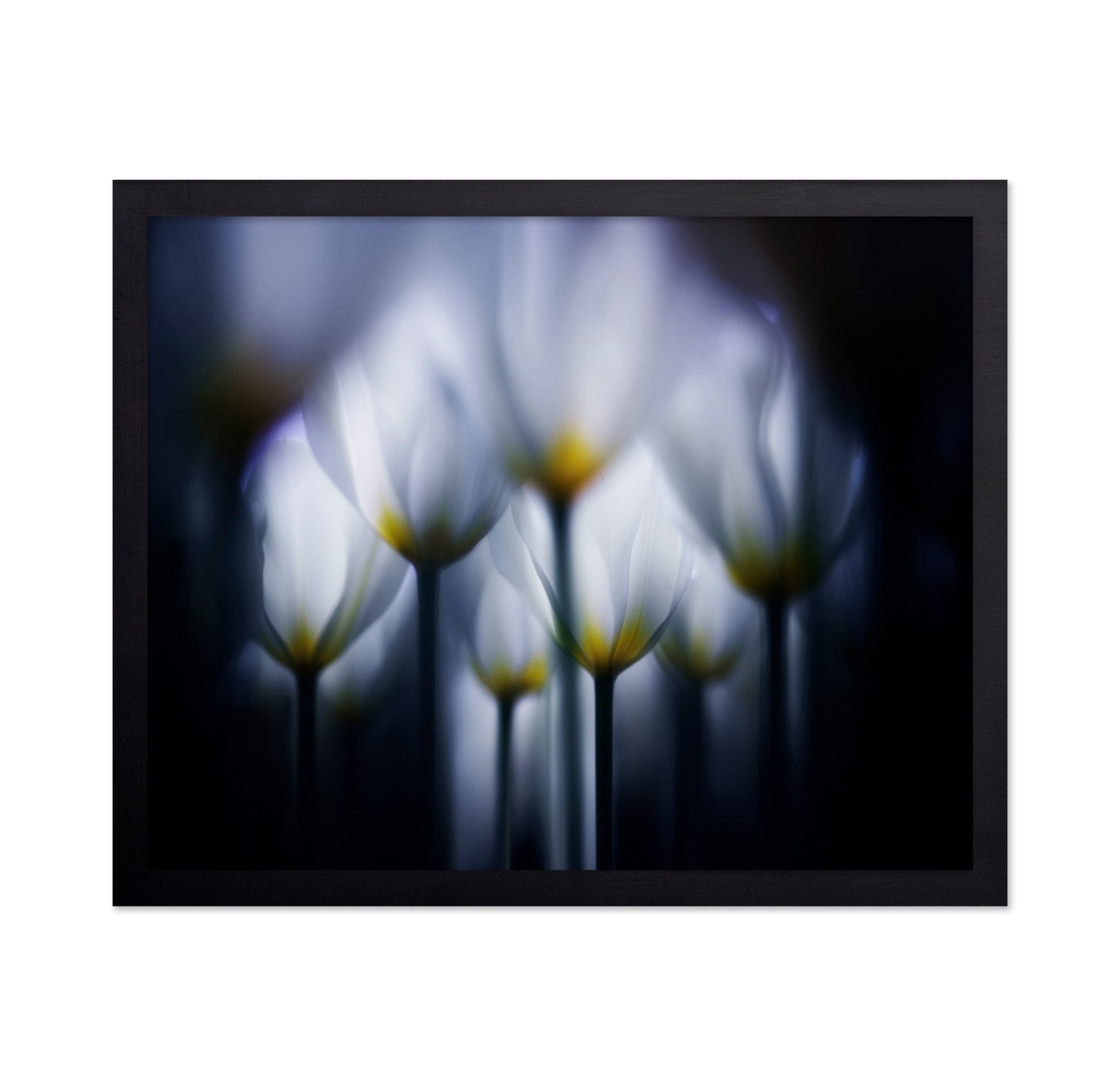 Dreamy Tulip Glow