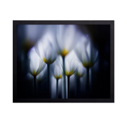 Dreamy Tulip Glow
