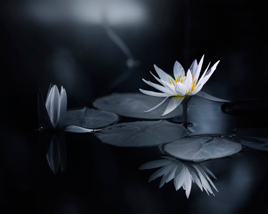 White Lily Reflection