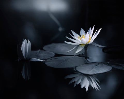 White Lily Reflection