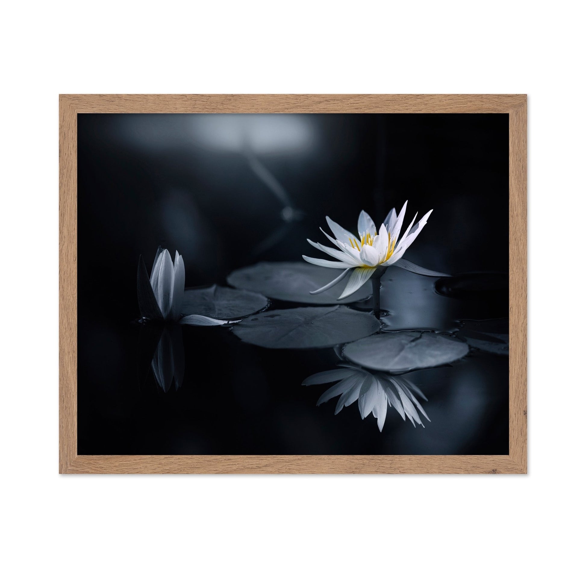 White Lily Reflection